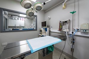 current-vacancies-veterinary-team-1624d51a14320c
